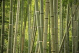 Fototapeta  - bamboo grove in Kyoto