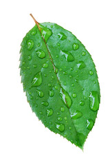 leaf with drops isolated on white.