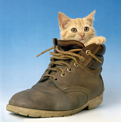 cat in a shoe