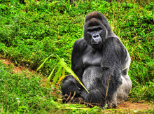An HDR Image Of A Male Silver Back Gorilla