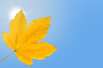 falling autumn leaf on bright blue sky with shining sun