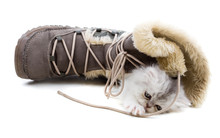 Adorable Young Kitten Playing With Winter Boots