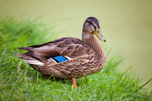 Portrait Of A Duck On A Green Background