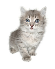  kitten