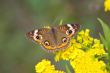 Aufkleber - Common Buckeye Butterfly (Junonia coenia)