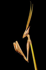 Poster - Cone-headed mantid on black, southern Africa