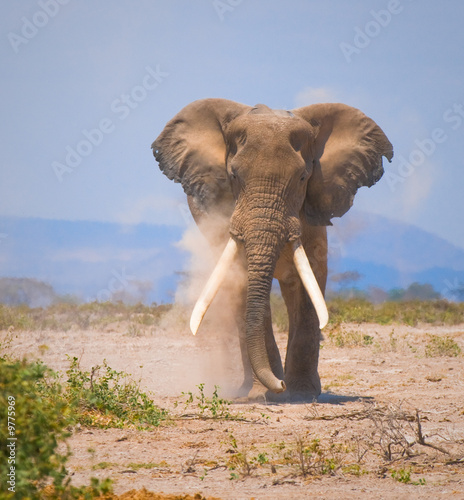 Naklejka samoprzylepna Stary słoń, park narodowy amboseli, Kenia