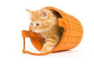 Wall Mural - A kitten sits inside of a tipped over orange barrel