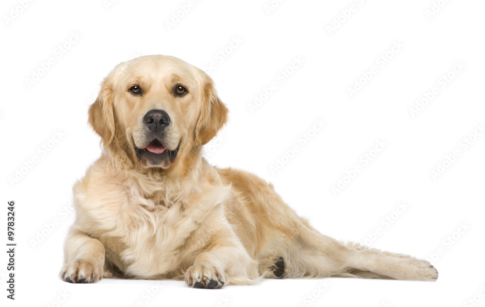 Golden Retriever (2 years) in front of a white background - obrazy, fototapety, plakaty 