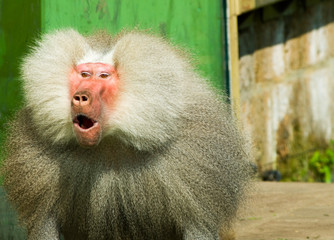 close-up of a suprised baboon monkey