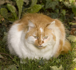 ginger and white pet cat sitting on the grass