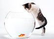 Curious kitten looking at goldfish in fishbowl