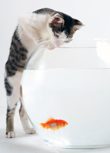 Curious Kitten Looking At Goldfish In Fishbowl