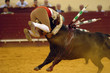 bullfight