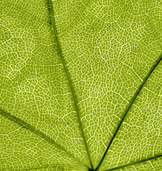 Canvas Print - background of green leaf