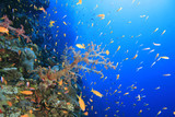 Fototapeta Do akwarium - Living coral reef