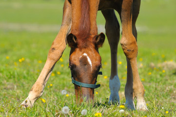 Canvas Print - the sorrel foal in field