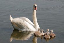 White Swan With Chicks