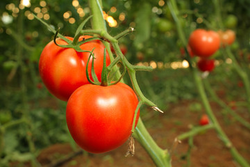 Wall Mural - Tomato plantation