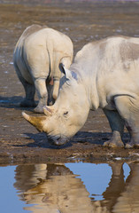 Wall Mural - rhinos in lake nakuru national park, kenya