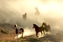 Sunlight Horses And Cowboy Galloping And Through The Desert