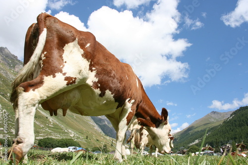 Fotoboard na płycie Vache montbeliarde