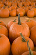 © Jose Gil - Vertical image of pumpkins in a pumpkin patch.