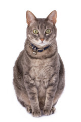 Naklejka na meble Obese cat due to castration. Domestic animal health issues..