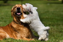 Sealyham Terrier And Golden Retriever
