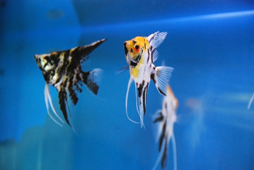 beautiful fish in a aquarium