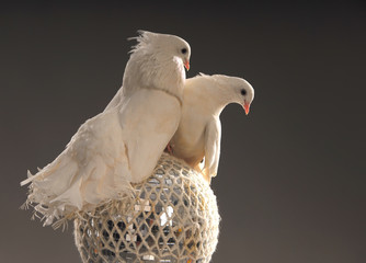 two white beautiful love doves on a shining ball