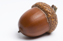 Simple Macro Image Of An Acorn Isolated On White.