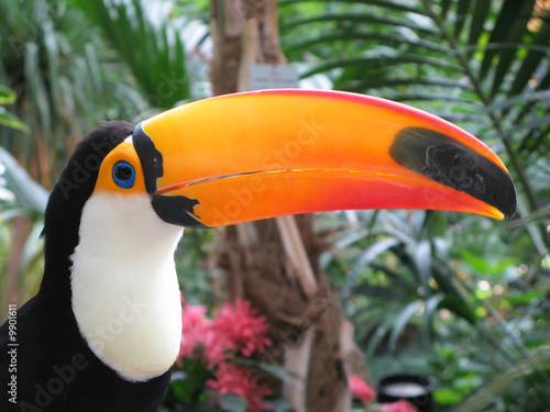 Naklejka dekoracyjna Toucan bird