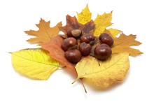 Leaves And Conkers