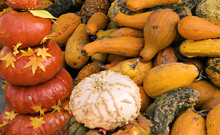 Pumpkins And Gourds Colorful Background.