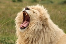 Big Male White Lion Yawning And Showing It's Fearsome Teeth