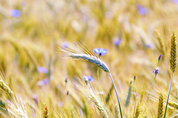 Yellow grain ready for harvest growing in a summer field