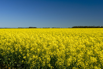 Canola field