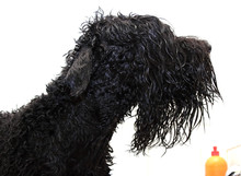 Wet Big Black Dog In Bath. Pet Care Salon
