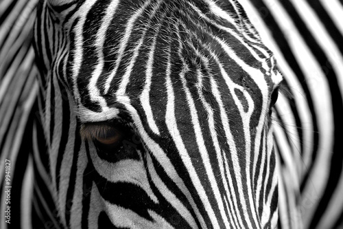 Obraz na płótnie canvas dwuczęściowy "dyptyk" Zebra