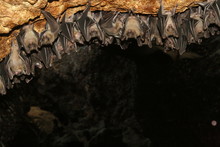 Philippine Bats
