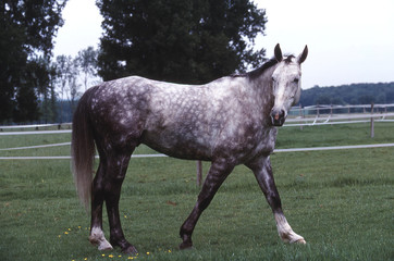 cheval hanovrien au pas