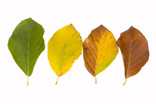 Beech Leaves In Different Colors In Autumn