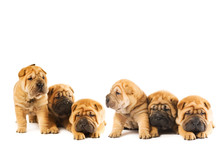 Group Of Beautiful Sharpei Puppies Isolated On White Background
