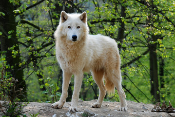 arctic wolf