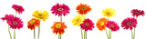 Six bunch of colorful gerbera flowers