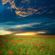 canvas print picture - Green field with red poppies under dramatic cloud