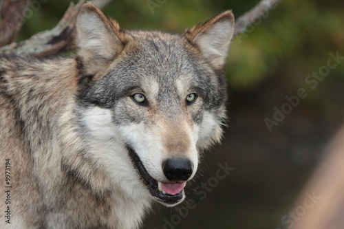 Plakat na papierze fotorealistycznym Szary wilk canis lupus