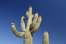 Saguaro Cacti Blossoms In The Sonoran Desert In Arizona.