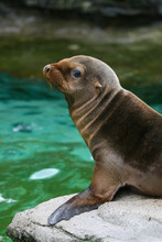 Baby Seal 3